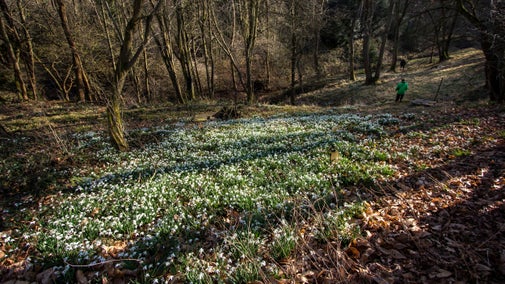 A large expanse of snowdrops growing in a woodland dell and lit by winter sunlight